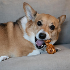 Nothin' to Hide Collagen-Based Dog Chews Small Knotted Bones, Beef Flavor, Easily Digestible, Supports Skin, Coat, Joints & Muscles, for Moderate Chewers Under 15lbs