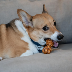 Nothin' to Hide Collagen-Based Dog Chews Small Knotted Bones, Beef Flavor, Easily Digestible, Supports Skin, Coat, Joints & Muscles, for Moderate Chewers Under 15lbs