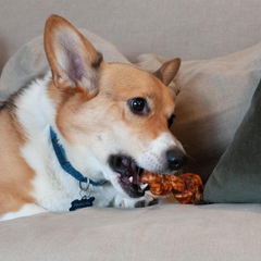 Nothin' to Hide Collagen-Based Dog Chews Small Knotted Bones, Beef Flavor, Easily Digestible, Supports Skin, Coat, Joints & Muscles, for Moderate Chewers Under 15lbs