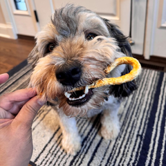 Fieldcrest Farms Nothin' to Hide Mini Holiday Candy Cane Beef Flavor Dog Chews, Rawhide-Free, Easily Digestible, Long-Lasting, All-Natural Treats for Moderate Chewers up to 15lbs