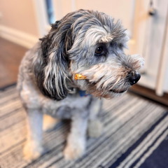 Fieldcrest Farms Nothin' to Hide Mini Holiday Candy Cane Beef Flavor Dog Chews, Rawhide-Free, Easily Digestible, Long-Lasting, All-Natural Treats for Moderate Chewers up to 15lbs