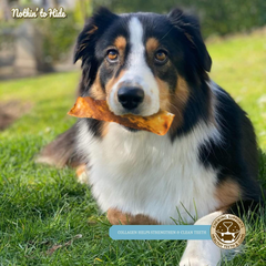 Fieldcrest Farms Nothin to Hide Flip Chips Chews for Dogs - All Natural Rawhide Alternative Treats for Dogs, Chicken, Beef or Peanut Butter Flavor Snack for All Breed Dogs
