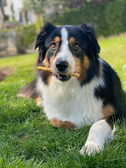 Fieldcrest Farms Nothing to Hide Natural Rawhide Alternative Small Twist Stix for Dogs - All Natural Easily Digestible Chews for All Breed Dogs - Great for Dental Health