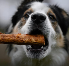 Fieldcrest Farms Nothin' To Hide Roll Dog Treat Beef, 1ea/5 in, SM, 2 pk