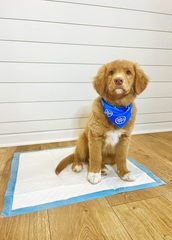 Four Paws Wee-Wee Odor Control with Febreze Freshness Pee Pads for Dogs & Puppies, Leak-Proof Dog Housebreaking Potty Training Floor Protection, Spring Fresh Scent