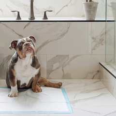 Four Paws Wee-Wee Superior Performance Dog Pee Pads 1ea/22" X 23"