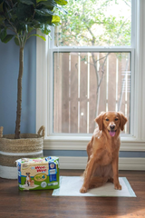 Four Paws Wee-Wee Superior Performance Eco Pee Pads for Dogs - Earth-Friendly Dog & Puppy Pads for Potty Training - Dog Housebreaking & Puppy Supplies