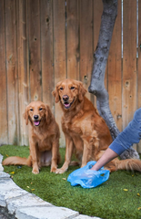 Four Paws Wee-Wee Outdoor Odor Control Heavy Duty Dog Waste Bags Refill Rolls