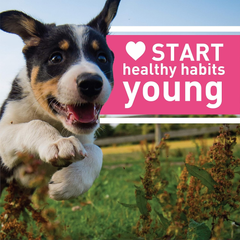 Greenies Puppy 6+ Months Regular Natural Dog Dental Care Dog Treats