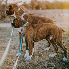 Coastal Pet - Pro - Reflective Adjustable Dog Collar, Bright Orange with Grey
