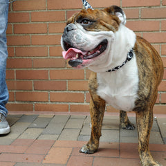 Coastal Pet - Styles - Adjustable Dog Collar, Black Skulls