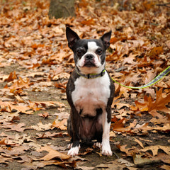 Coastal Pet - Lazer Brite - Reflective Adjustable Dog Collar, Orange Dog Houses