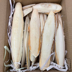 A&E Cage Cuttlebone 4-6 5lb 4-6 in. Cuttle Bone Piece44; 5 lbs