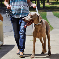 Coastal Pet - Styles - Adjustable Dog Collar, Black Skulls
