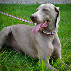Coastal Pet - Lazer Brite - Reflective Adjustable Dog Collar, Turquoise Bones