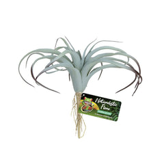 Zoo Med Naturalistic Flora® Tillandsia Air Plant