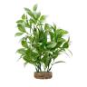 Fluval White-Tipped Ludwigia 8"