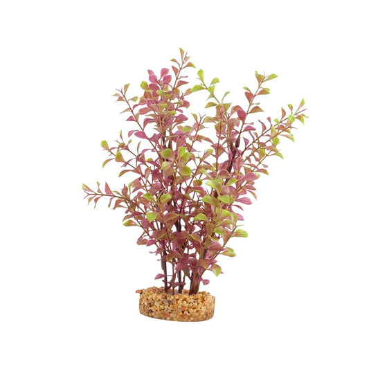 Fluval Red Ludwigia