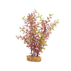 Fluval Red Ludwigia