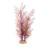 Fluval Red Ludwigia