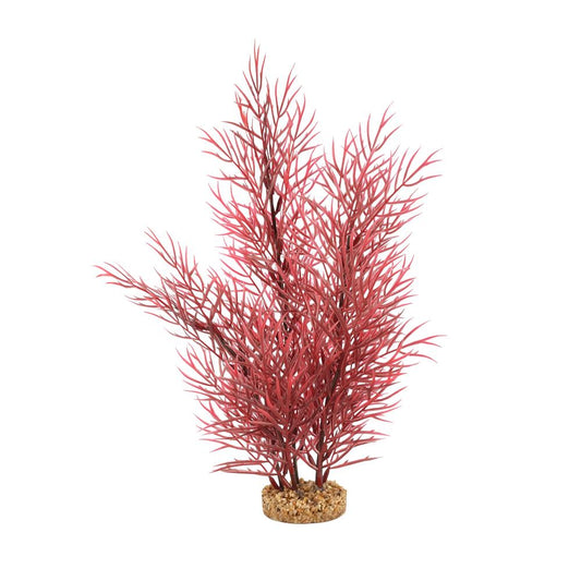 Fluval Scarlet Eichornea 14"