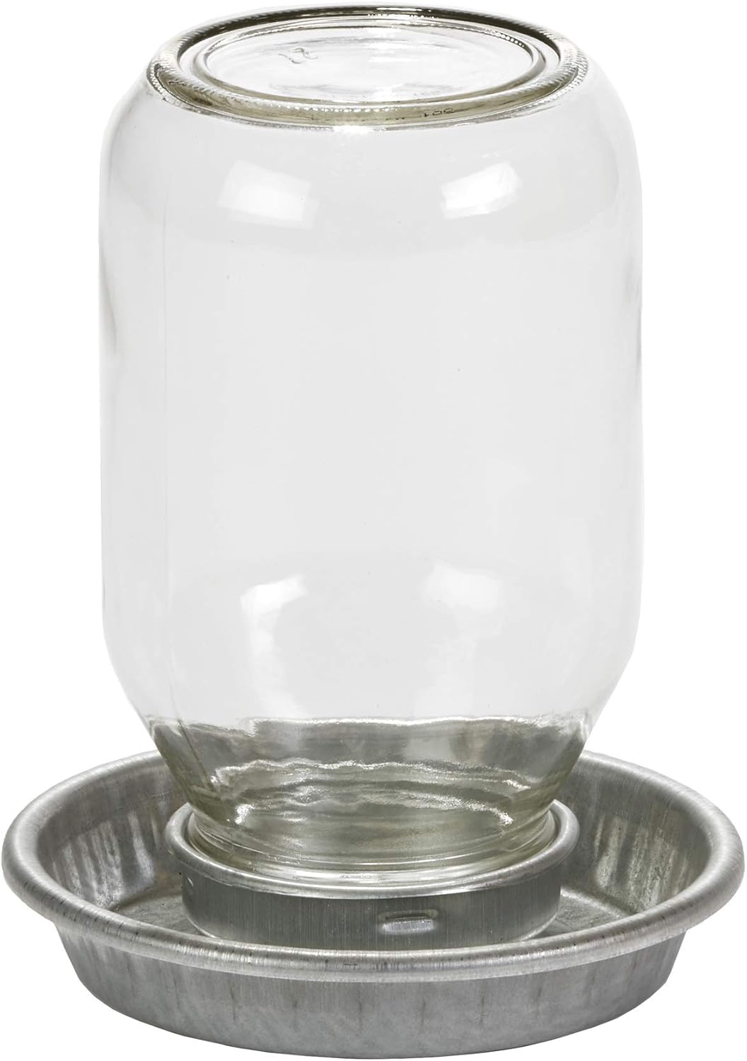 Little Giant® Mason Jar Baby Chick Waterer – Durable, Gravity-Fed, and Chick-Safe 1 qt