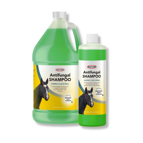 Antifungal Equine Shampoo