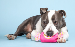 Bark Snuggle Gum Plush Dog Toy Pink
