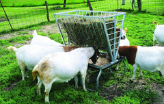 Little Giant® Feeder Goat &amp; Sheep Bunk w/ Rack – Durable Forage and Grain Feeder