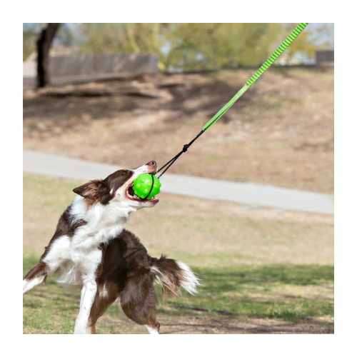 Jolly Pets® Tree Tugger – Green