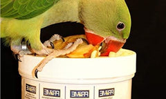 Hagen Prime Parrot Vitamin, Mineral and Amino Acid Supplement for Seed Eating Birds, 1.1 oz