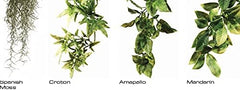 Exo Terra Plastic Terrarium Plant, Small, Amapallo