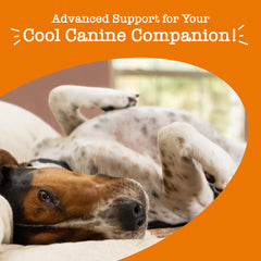 Zesty Advance Calming Soft Chew 60 ct