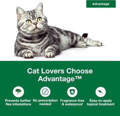 Elanco Advantage™ for Large Cats - 2 Monthly Doses