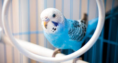 JW® Hall Of Mirrors Bird Toys