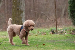 Curli Apple Leather Dog Harness