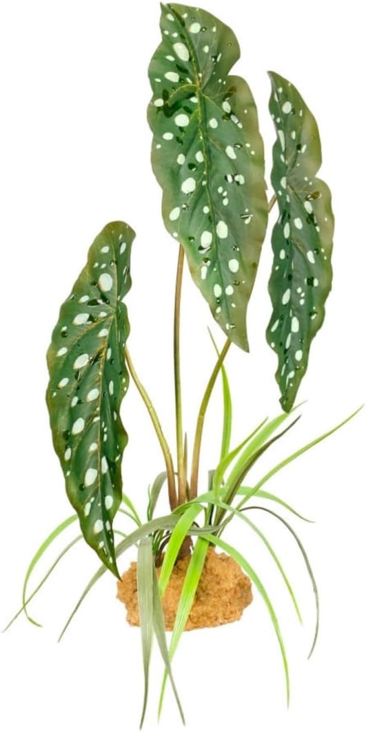 Komodo Standing Plant