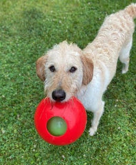 Jolly Pets Teaser Ball Dog Toy