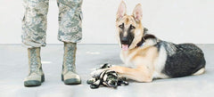 ZippyPaws Plush Gator- Dog Squeaky X-large Toys - Camron the Camo Gator