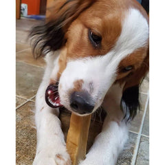 Yeti Dog Chew Coconut Flavored Natural Yak Cheese Chew 1 ct