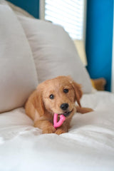 Nylabone Wishbone Puppy Chew Toy, Toys for Teething Puppies, Pink, Chicken Flavor