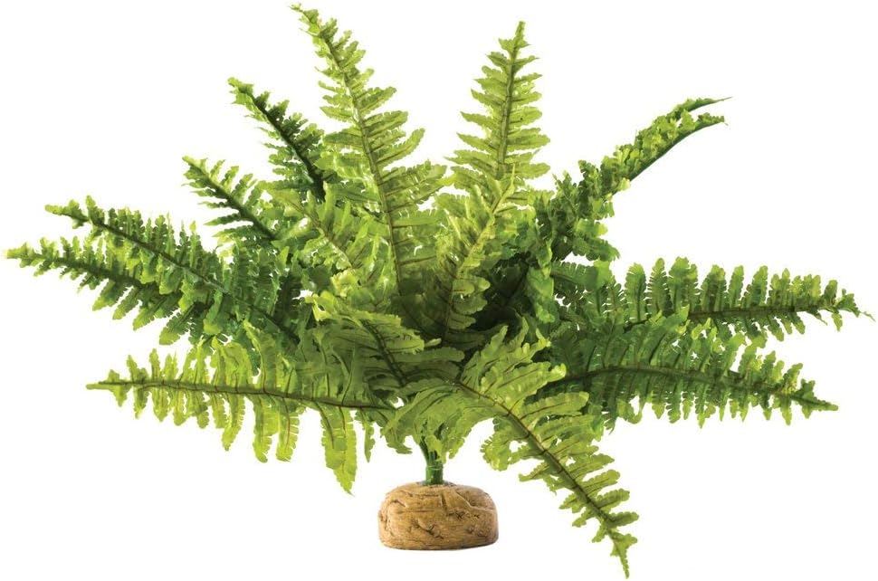 Exo Terra,Reptiles, Amphibians Boston Fern Terrarium Plant