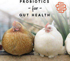 Manna Pro Chicken Feed, 16% Protein Layer Crumbles with Probiotics for Digestive Health, Complete Feed for Laying Hens to Support Egg Production, Nutrient-Rich Chicken Food, Made in USA, 8 lb Bag