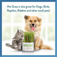 Pet Greens Self-Grow Pet Grass Kit