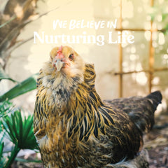 Manna Pro Chicken Feed, 16% Protein Layer Crumbles with Probiotics for Digestive Health, Complete Feed for Laying Hens to Support Egg Production, Nutrient-Rich Chicken Food, Made in USA, 8 lb Bag