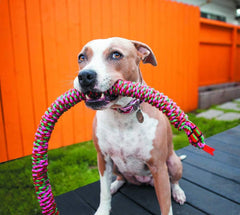 Mammoth Pet Products Snakebiter Rope Tug ,Assorted ,MultiColored