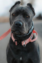 Boss Dog Tactical Adjustable Collar, Pink