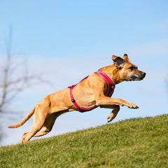 Curli Belka Comfort Harness Red