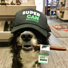 Supercan Bullysticks 6" Beef Braided Gullet Stick 1 ct