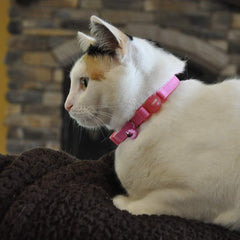 Safe Cat Adjustable Snag-Proof Breakaway Collar with Bell, Neon Pink, Girth Size 8" to 12"